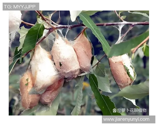 是作茧自缚,还是在练邪功? 是作茧自缚,还是在练邪功?